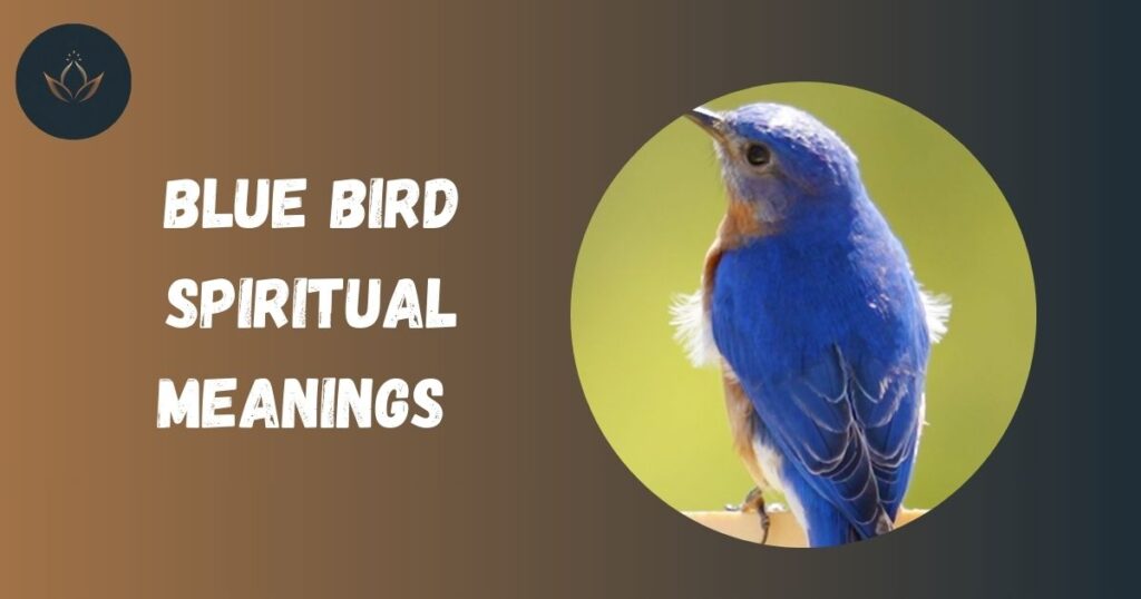 Blue Bird Spiritual Meanings 