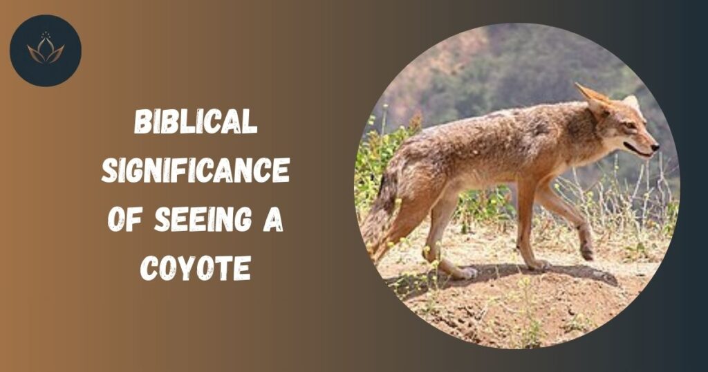 Biblical Significance of Seeing a Coyote