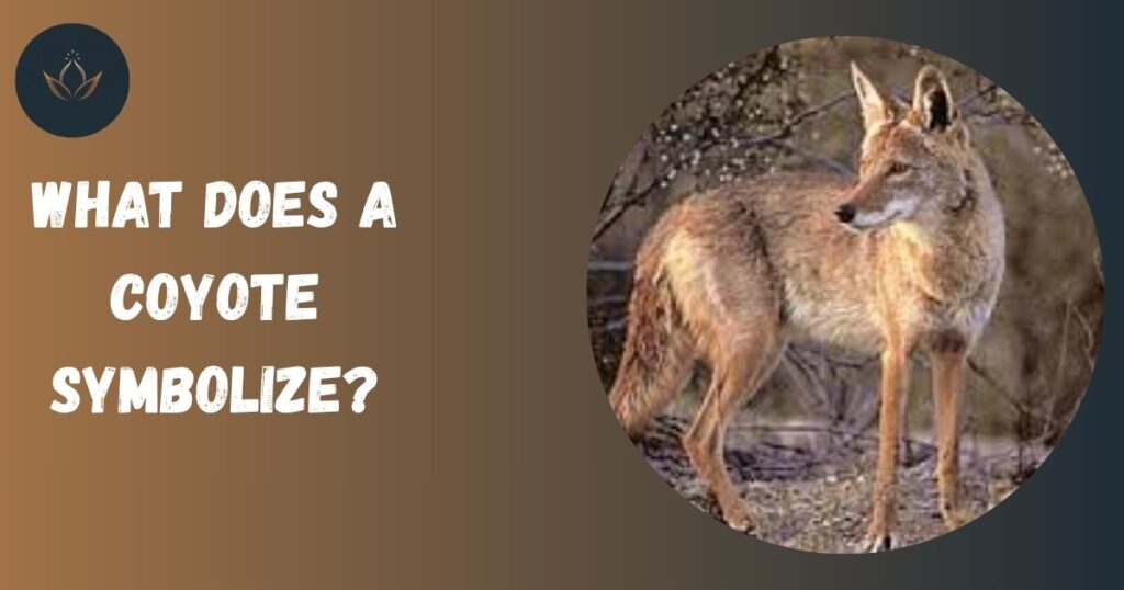What does a Coyote Symbolize