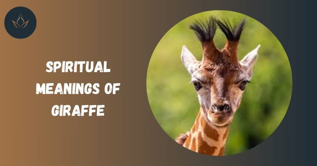 Spiritual Meanings of Giraffe
