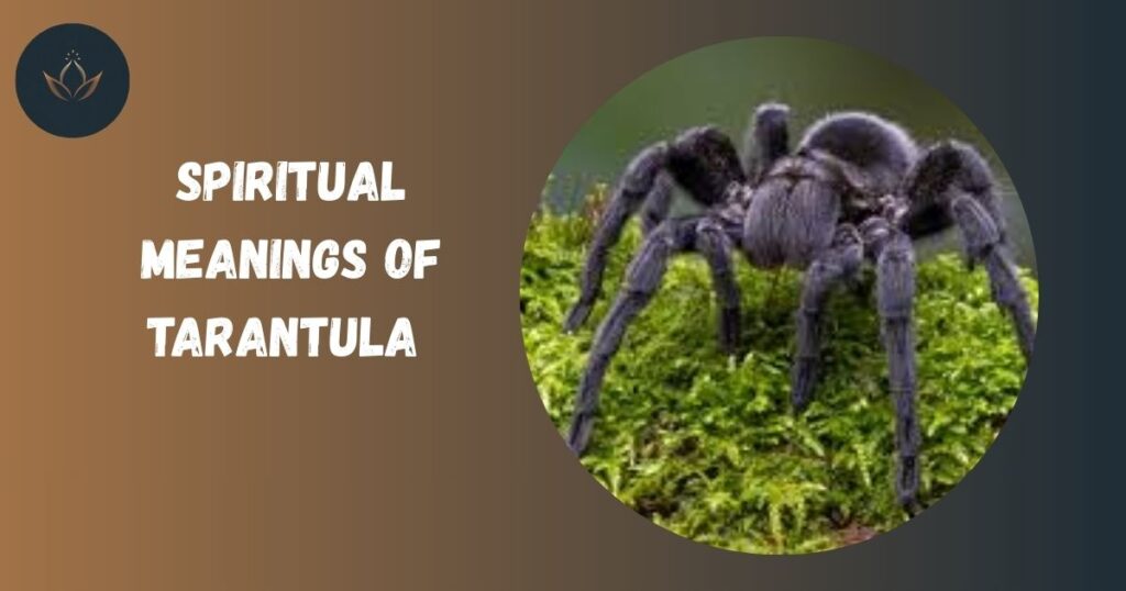 Spiritual Meanings of Tarantula 