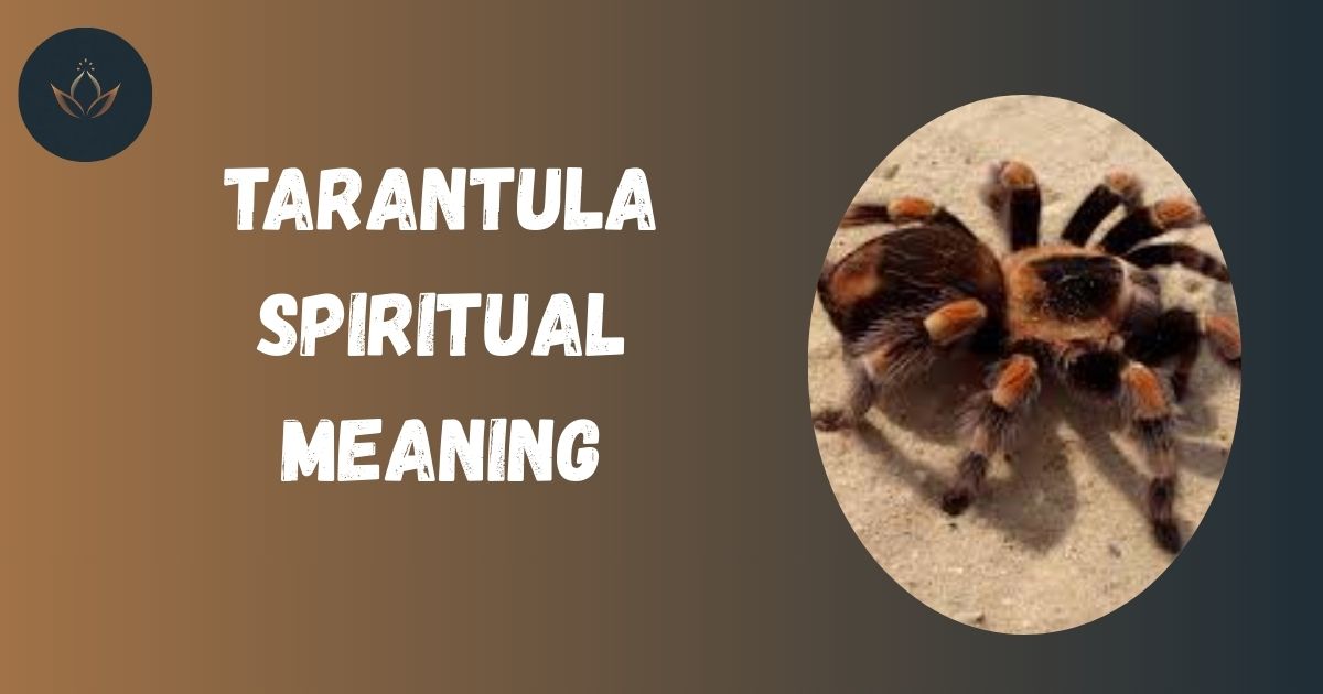 Tarantula Spiritual Meaning